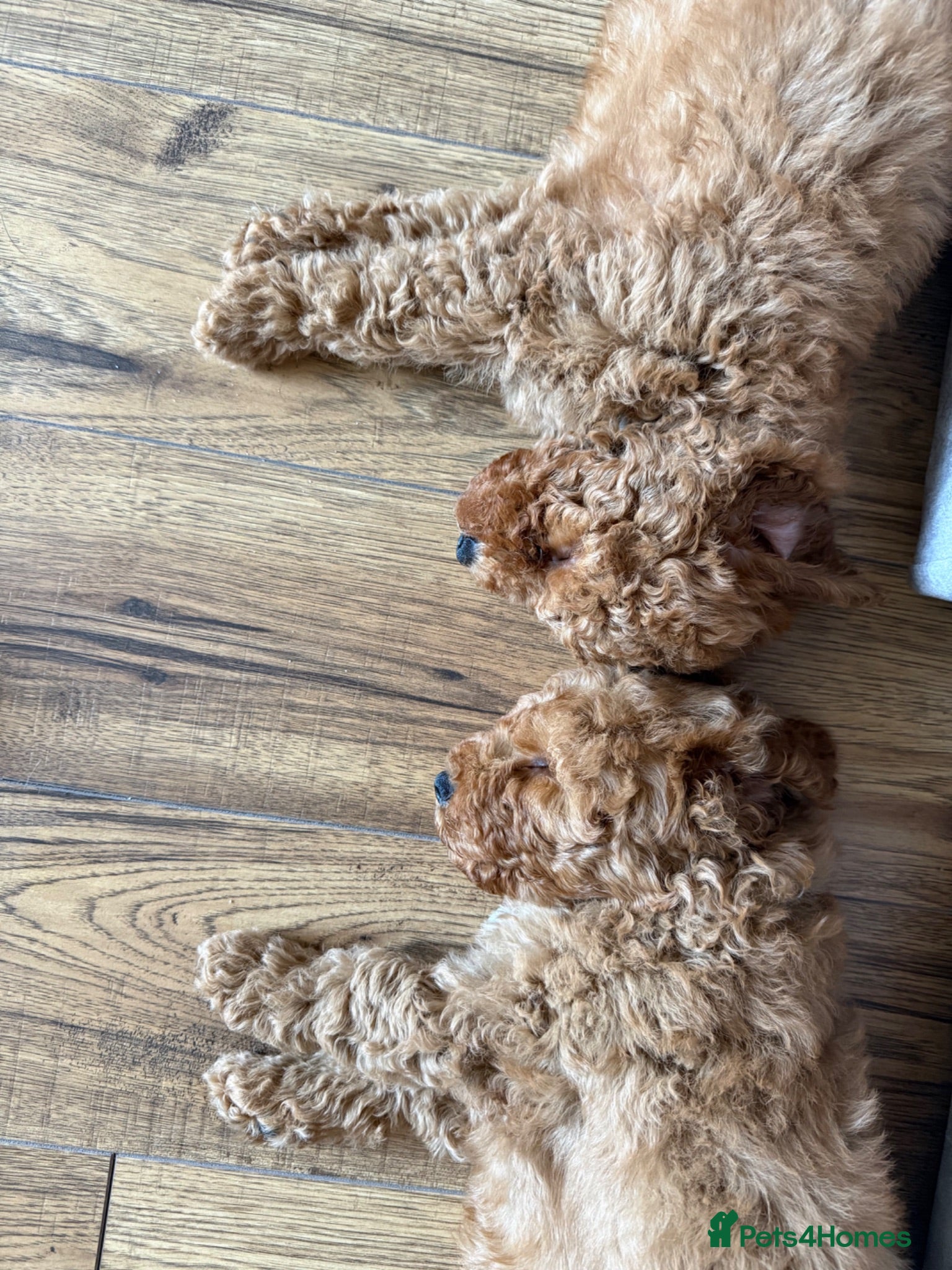 Cavapoo dogs ** REDUCED!! READY NOW ** F1B Cavapoo Puppiess - Advert 6