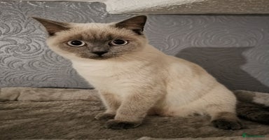 British Shorthair cats - Advert 12