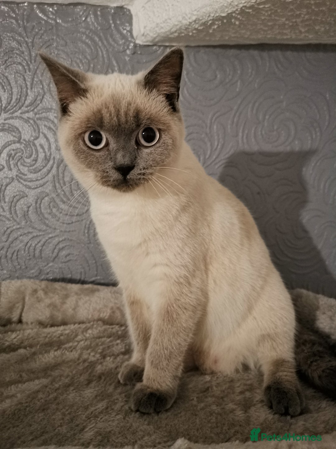 British Shorthair cats for sale: Stunning GCCF reg BSH kittens Ready to leave!! - Image 1