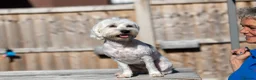 Mixed Breed dogs for adoption: Regina - nickname - Reggie - Advert 6