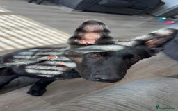 German Shepherd dogs for sale: Black female GSD 7month  - Image 7