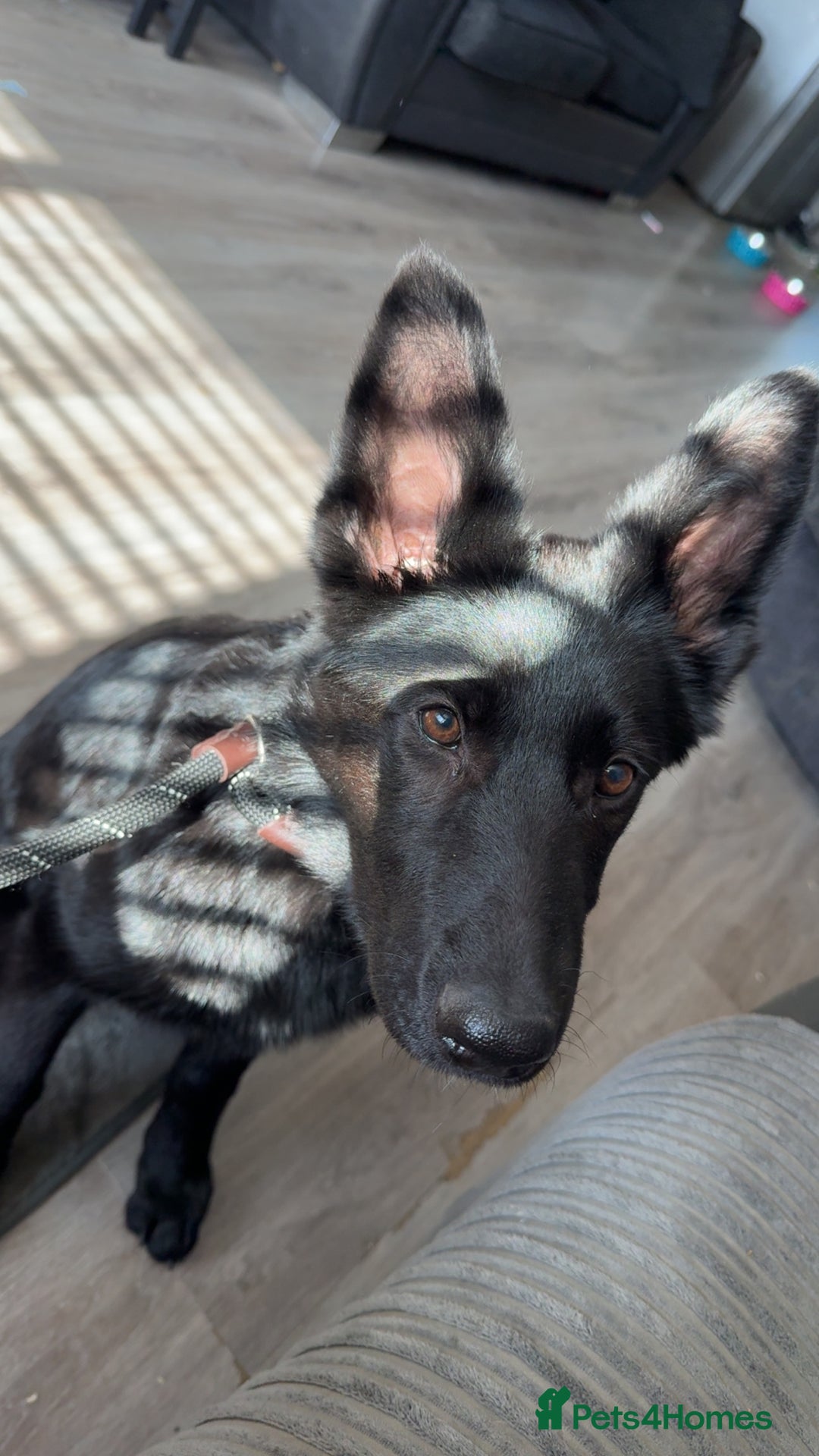 German Shepherd dogs for sale: Black female GSD 7month  - Image 7