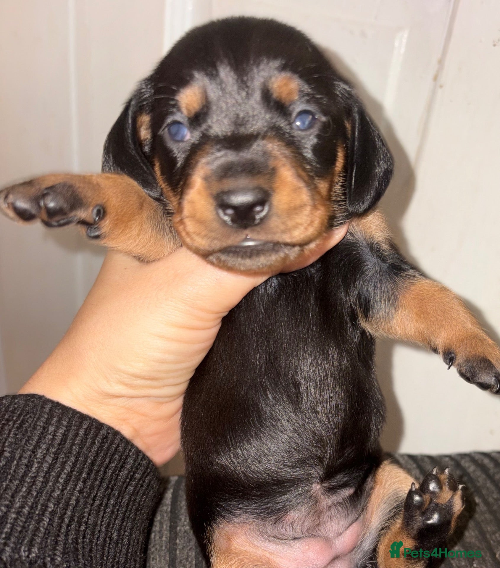 Dachshund dogs Beautiful dachshund puppies  - Advert 2