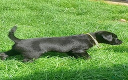 Labrador Retriever dogs for sale: Labrador puppies - Image 10