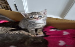 Mixed Breed cats for sale: 5 beautiful kittens looking for their forever home - Image 5