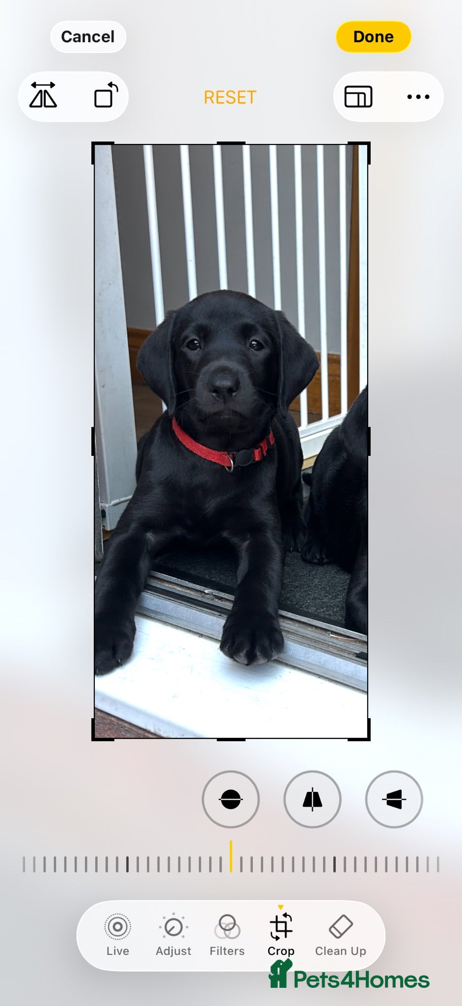 Labrador Retriever dogs Labrador puppues - Advert 1