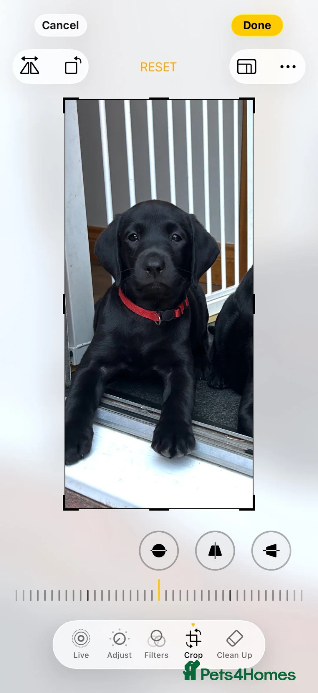 Labrador Retriever dogs for sale: Labrador puppues in Cardiff - Advert 1
