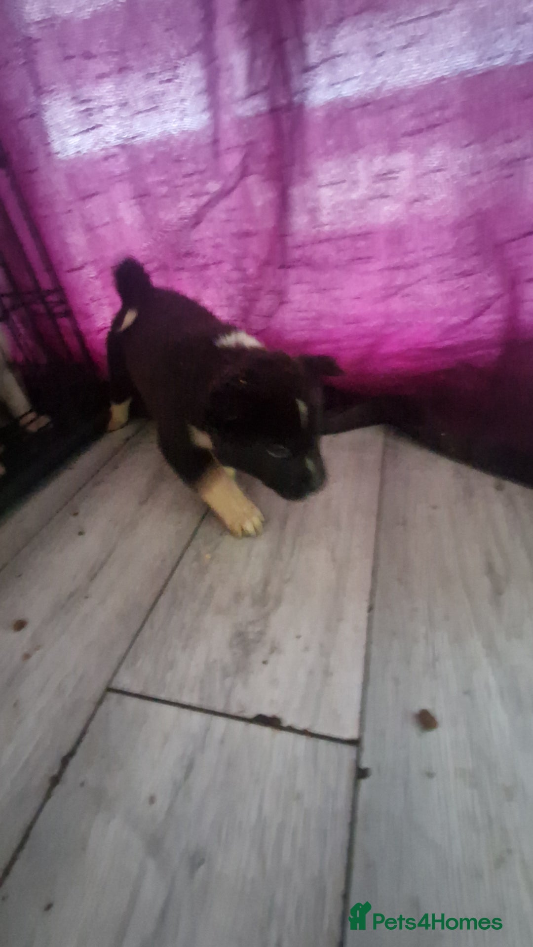 Akita dogs for sale: BEAUTIFUL  AMERICAN AKITAS - Advert 3