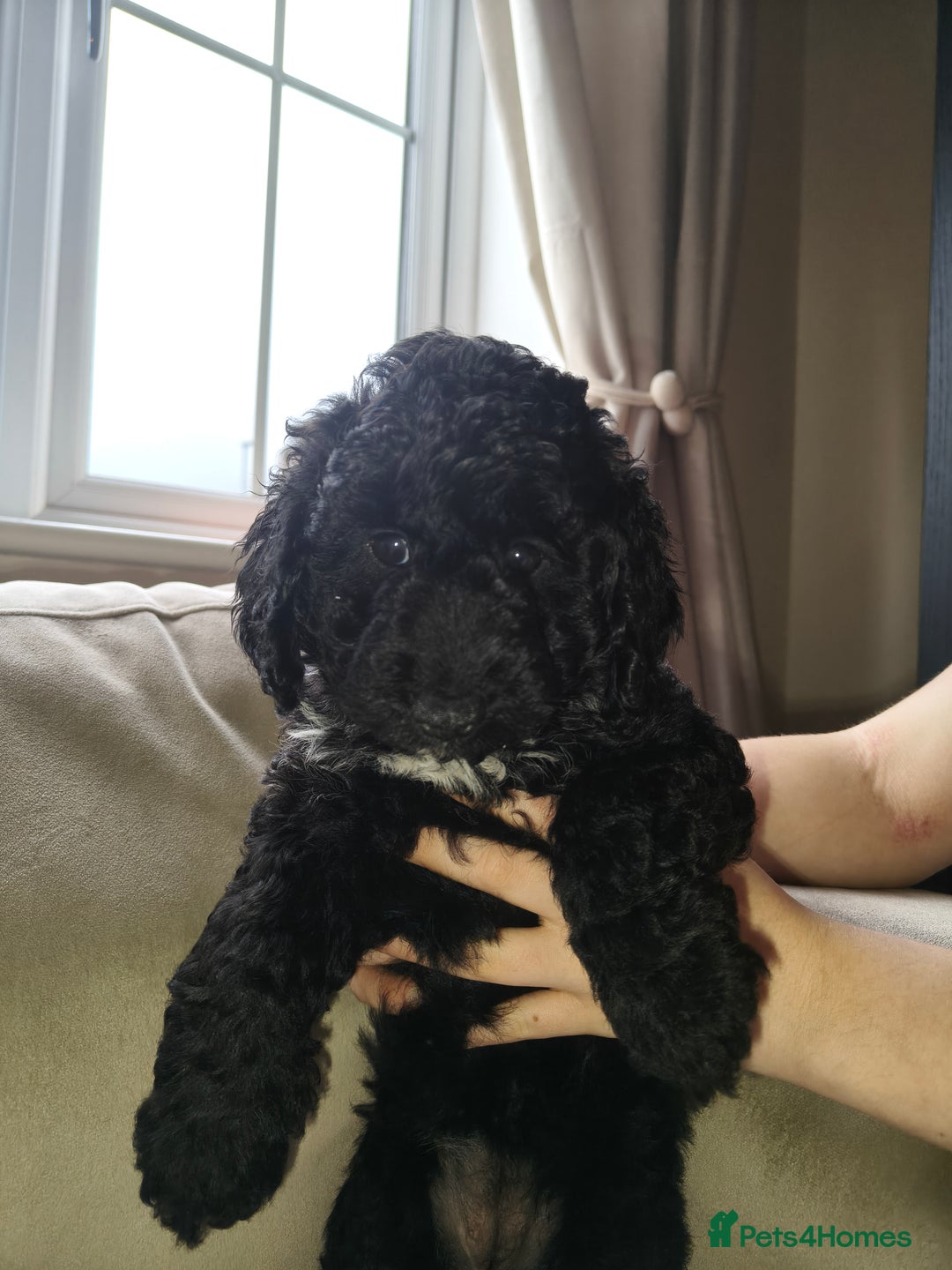 Cockapoo dogs for sale: F1b Cockapoo Puppies Last 3 Available – Ready Now. - Advert 5