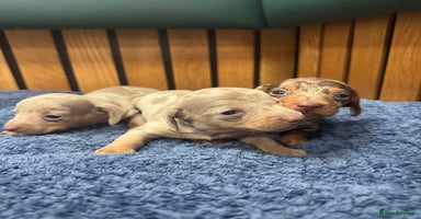 Miniature Dachshund dogs - Advert 5