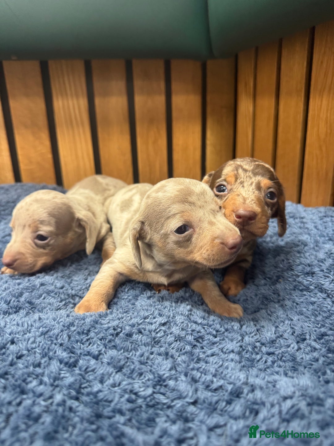 Miniature Dachshund dogs for sale: 5⭐️ licensed breeder - dapple miniaturedachshunds  - Image 2