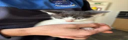 Mixed Breed cats for sale: 5 kittens ready for a loving home in Stoke-on-Trent - Advert 7