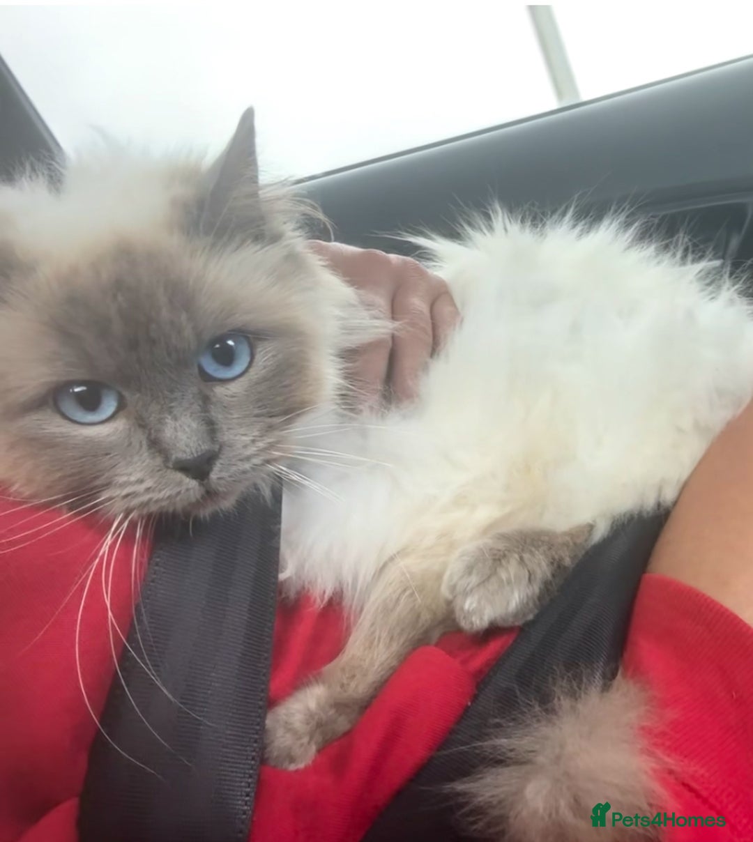 Ragdoll cats for sale: Bella GCCF Active & Luna  - Advert 2