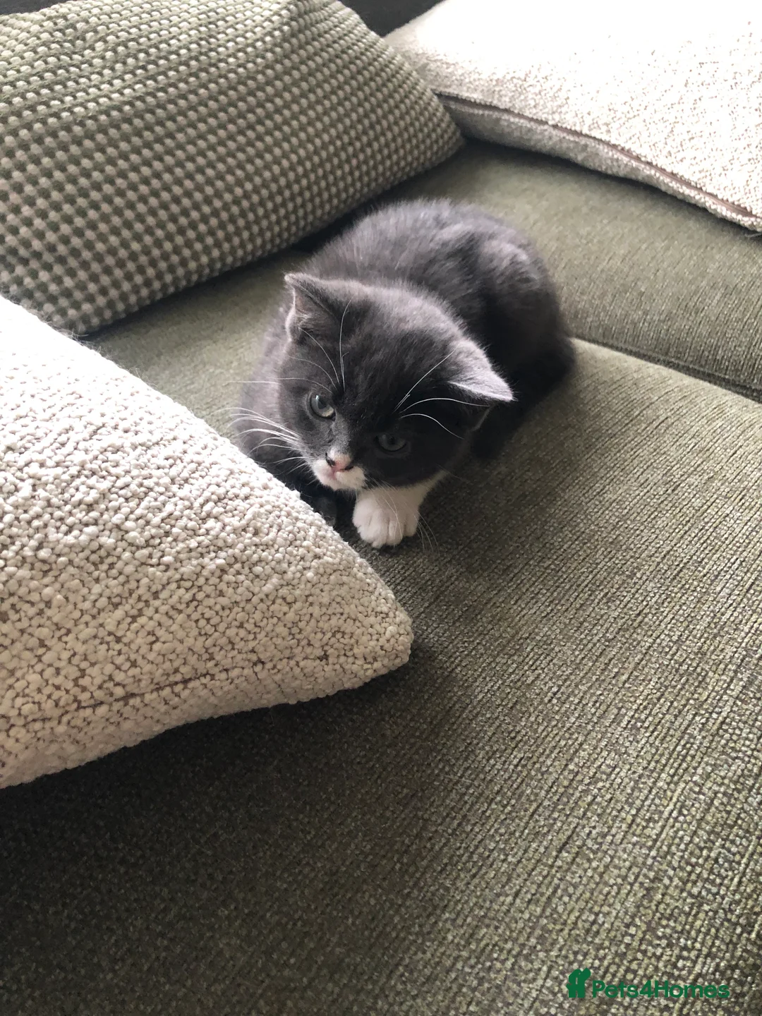 Mixed Breed cats for sale: 1 adorable, playful, grey and white male kitten.  - Advert 2