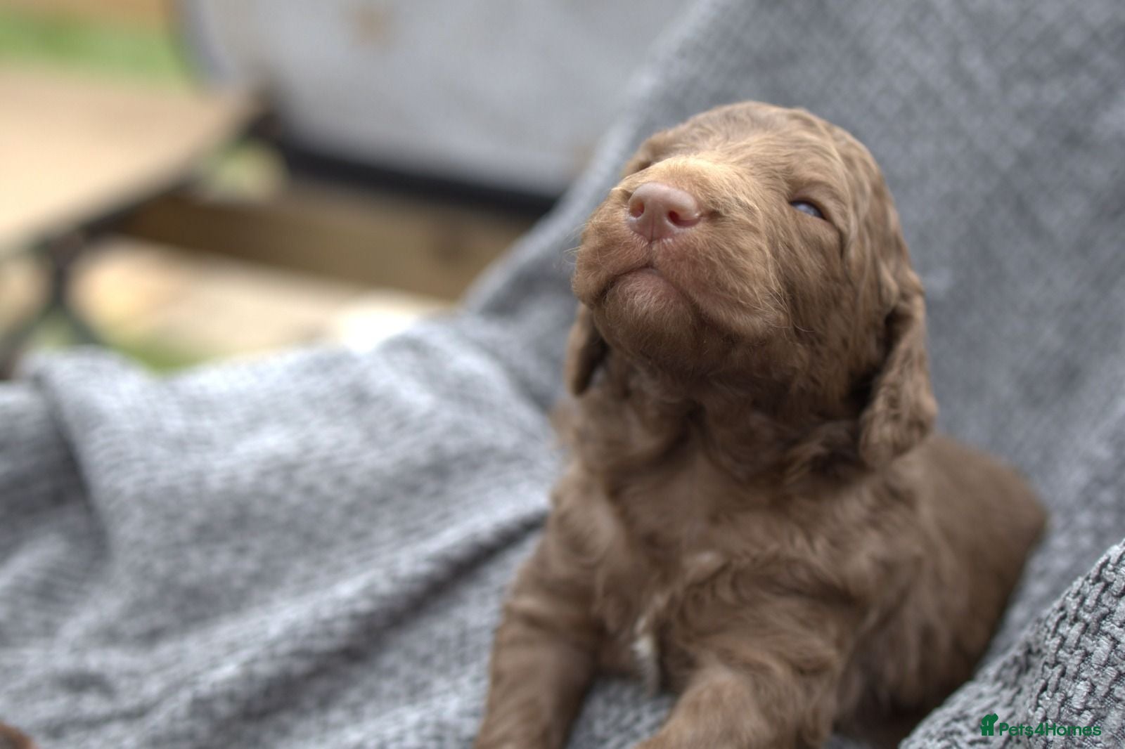 Labradoodle dogs ✨️Solstice Babies , Ready 4 Homes Late August✨️  - Advert 2