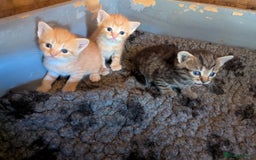 Domestic Shorthair cats for sale: Gorgeous 1/2 Bengals kittens - Image 4