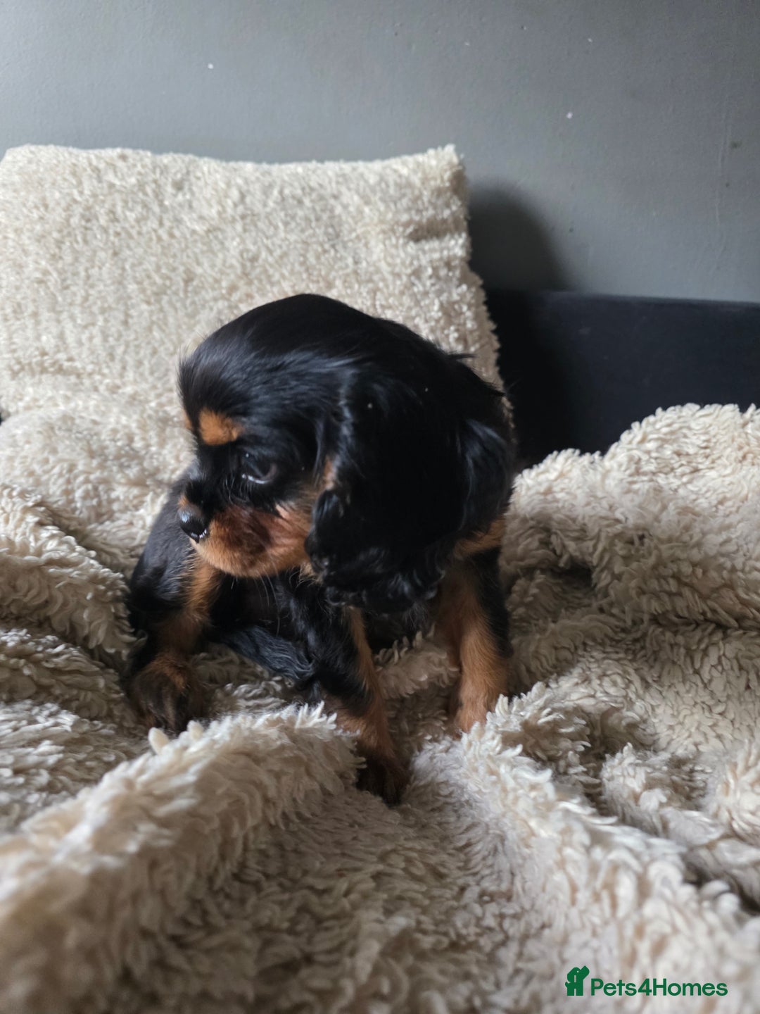 Cavalier King Charles Spaniel dogs for sale: KC Cavalier pupies - Advert 11