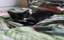 Mixed Breed cats for sale: Kittns  - Advert 5