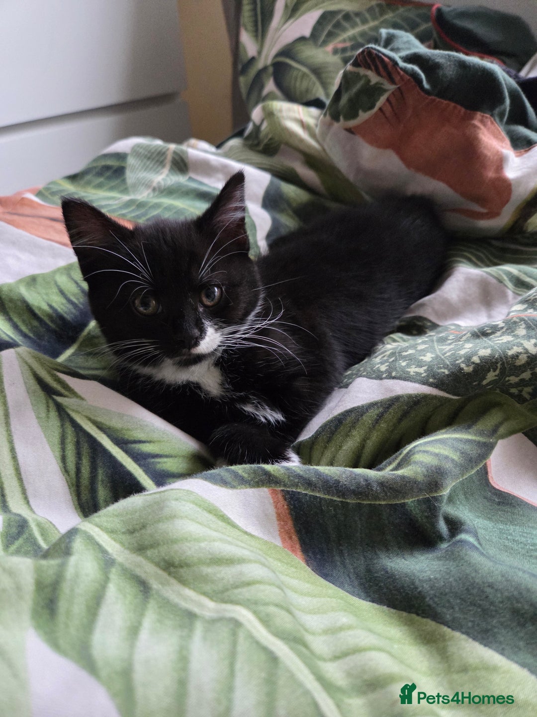 Mixed Breed cats for sale: Kittns  - Advert 5