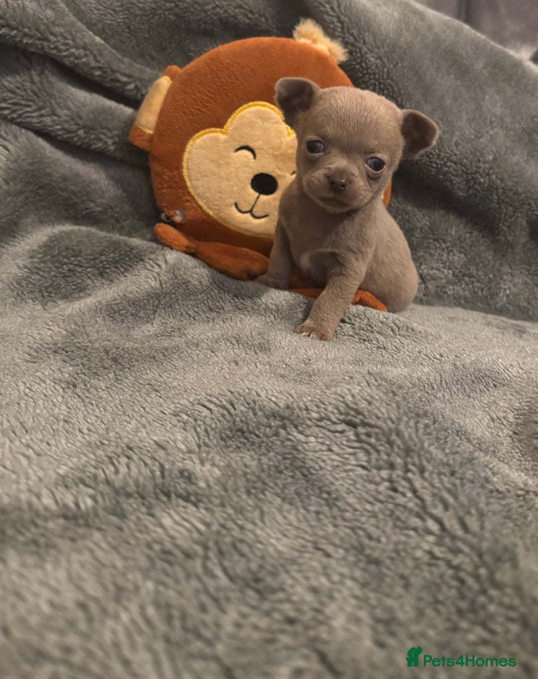 Chihuahua dogs for sale: *** STUNNING CHIHUAHUA LITTER**** - Advert 4