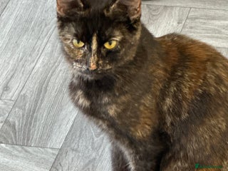 British Shorthair cats Last 3 ginger kittens - Advert 1