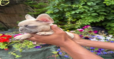 French Bulldog dogs - Advert 9