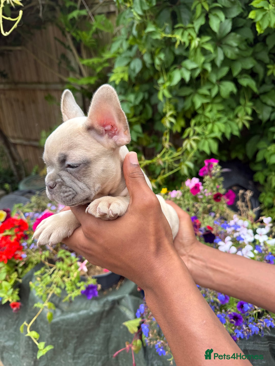 French Bulldog dogs for sale: French bulldog puppies ready now. - Image 2