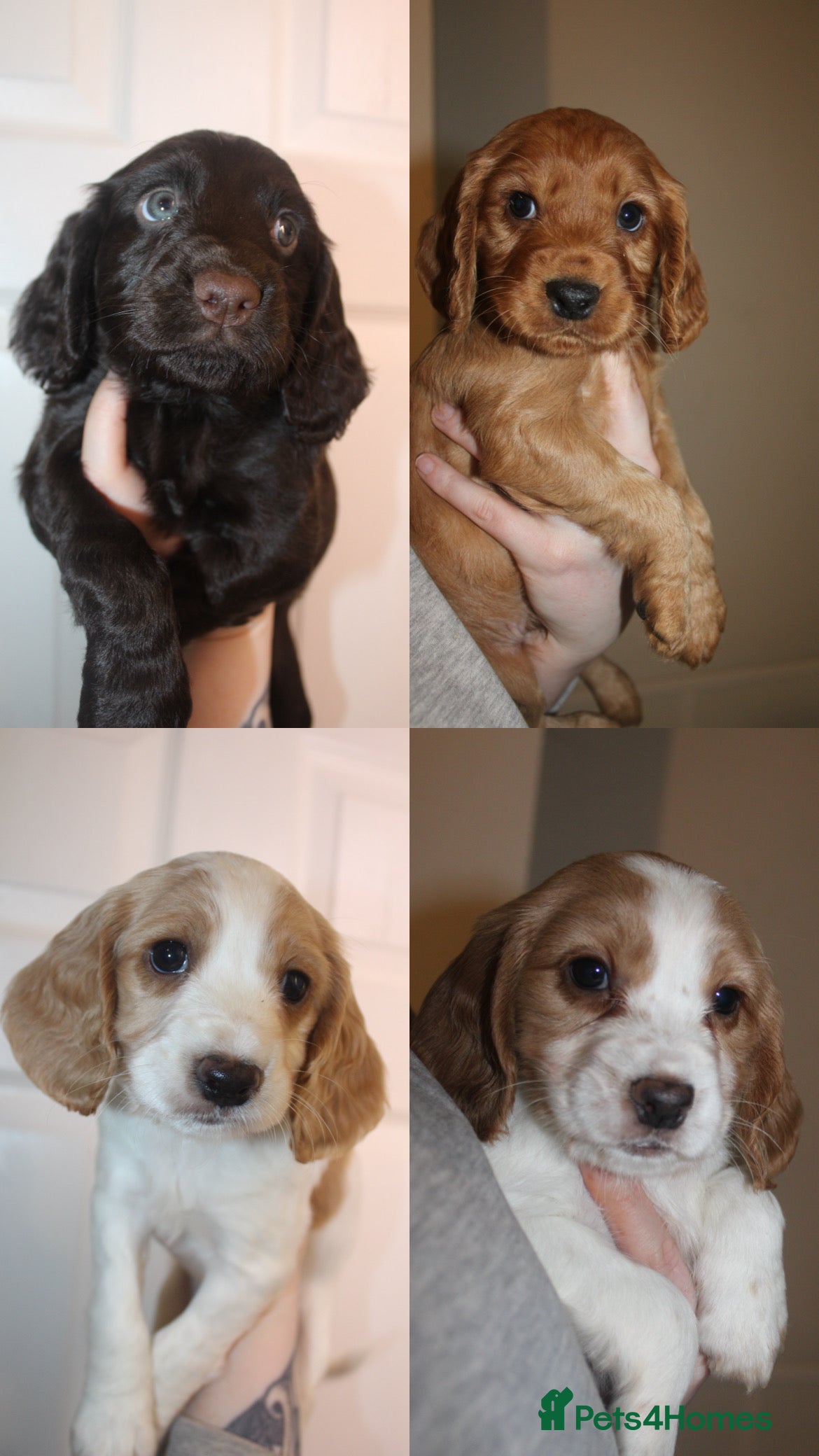 Cocker Spaniel dogs Working cocker spaniels - Advert 1