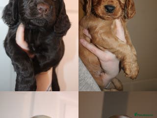 Cocker Spaniel dogs Working cocker spaniels - Advert 17