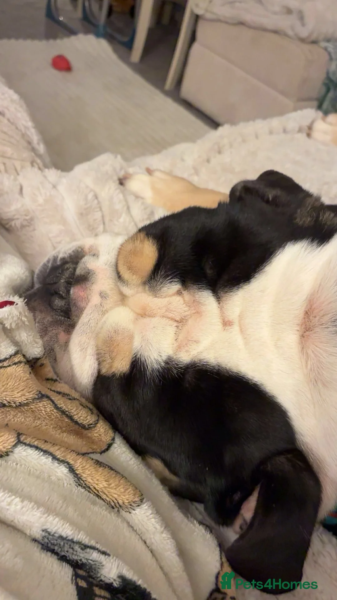 Olde English Bulldogge dogs for sale: Enzo - Olde English Bulldog - Advert 7