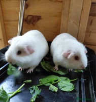 Guinea Pig rodents - Advert 4