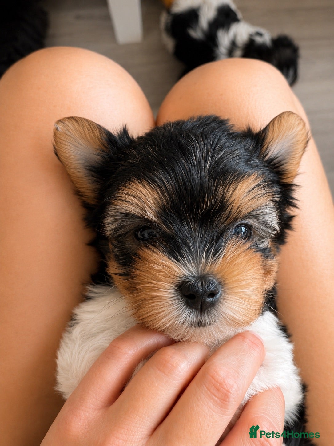 Biewer Terrier dogs ❤️Beautiful Tiny Girl❤️ - Advert 1