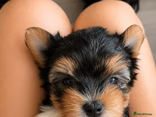 Biewer Terrier dogs ❤️Beautiful Tiny Girl❤️ - Advert 1