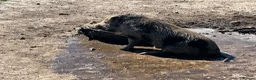Pig livestock for sale: 3x Juliana pigs available for rehoming - Advert 3