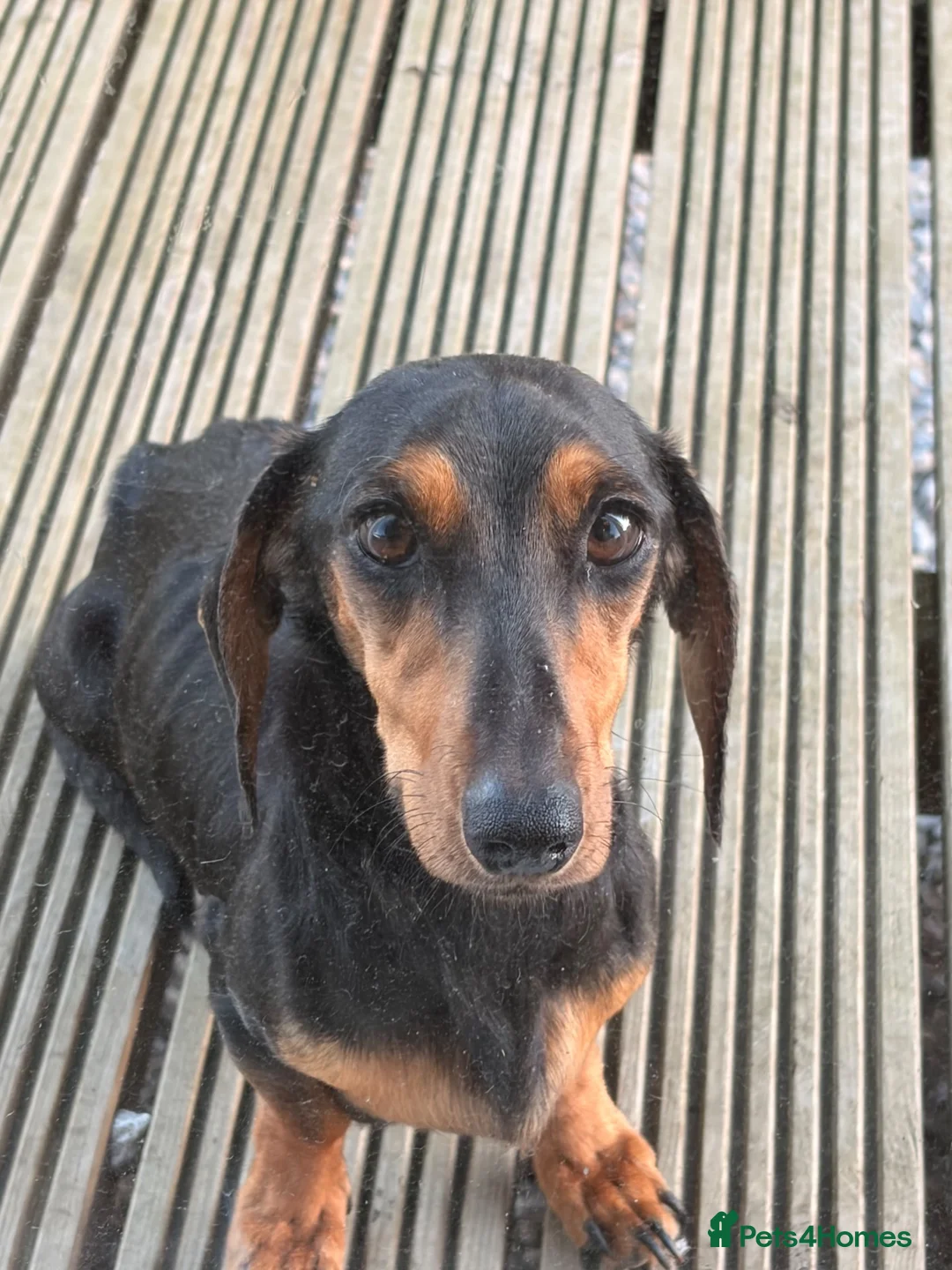 Miniature Dachshund dogs for sale: Miniature dachshund  in Driffield - Advert 8