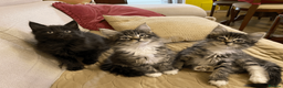 Maine Coon cats for sale: Maine Coon Absolutely Beautiful Kittens For Sale  in London - Advert 10