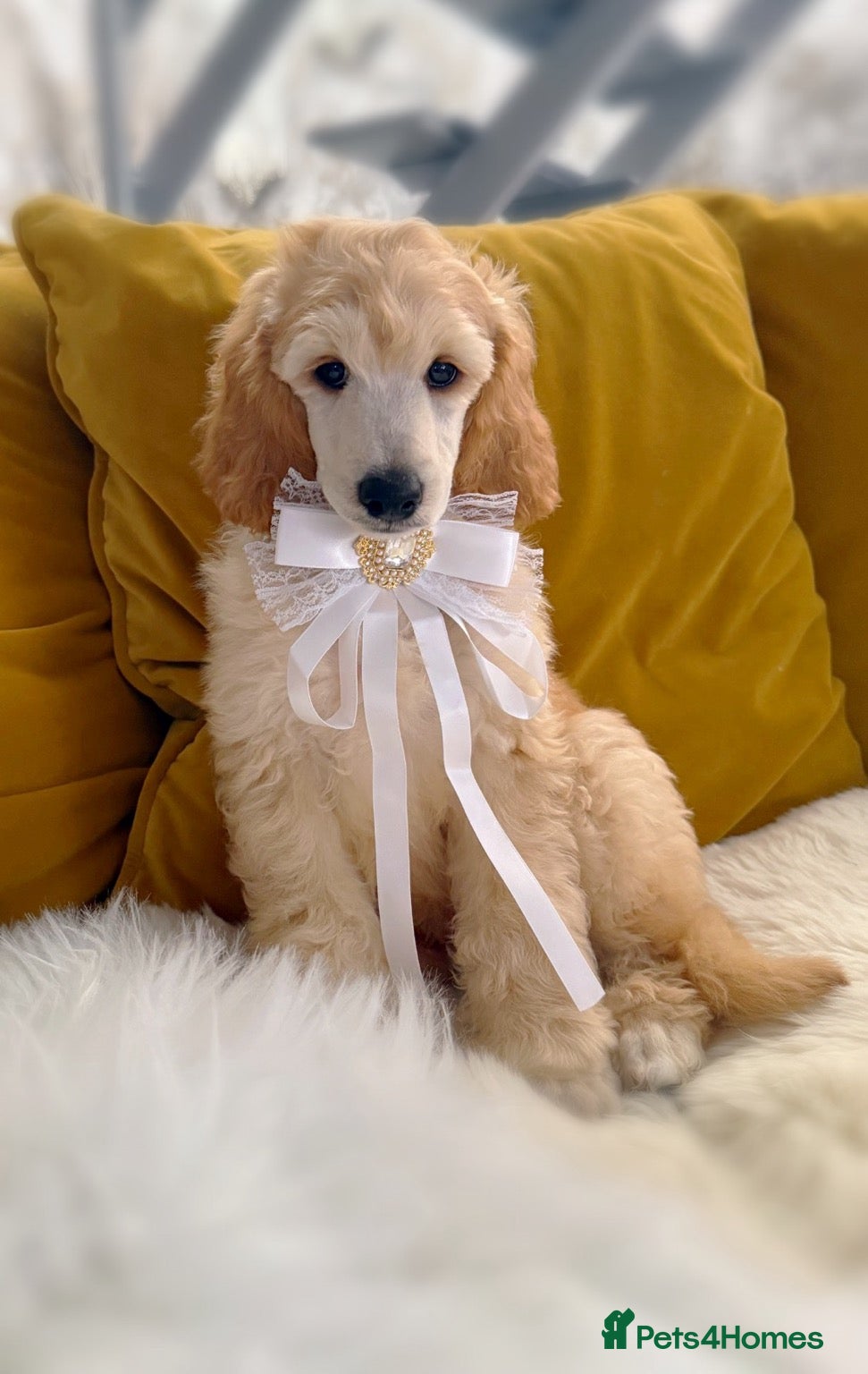 Standard Poodle dogs Baby blue  - Advert 4