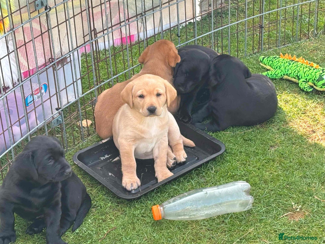 Labrador Retriever dogs for sale: One Beautiful Black Labrador Puppy Available - Image 6