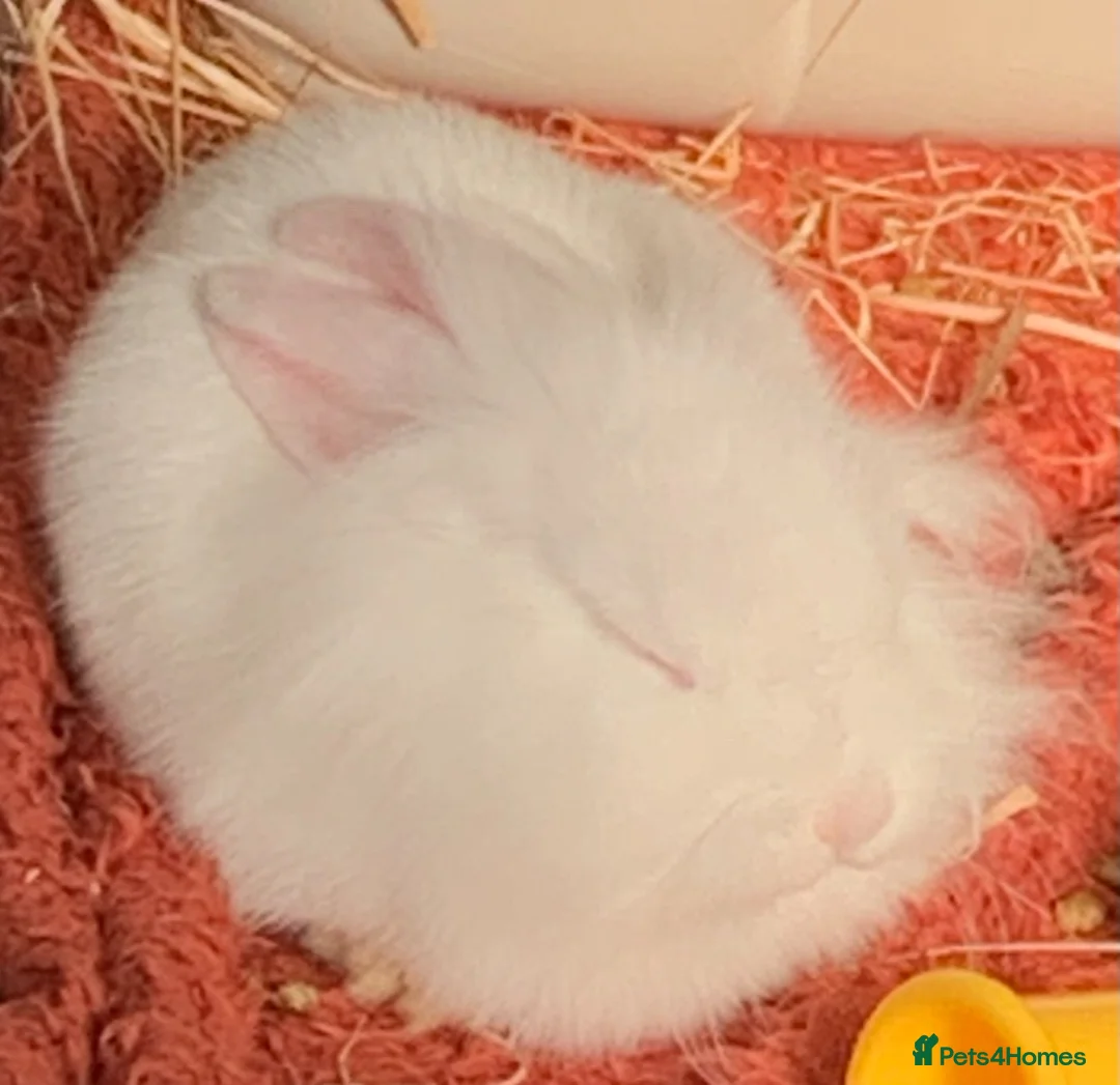 Lionhead rabbits for sale: Boy + Girl, Lionhead X, for Rehome - Advert 13