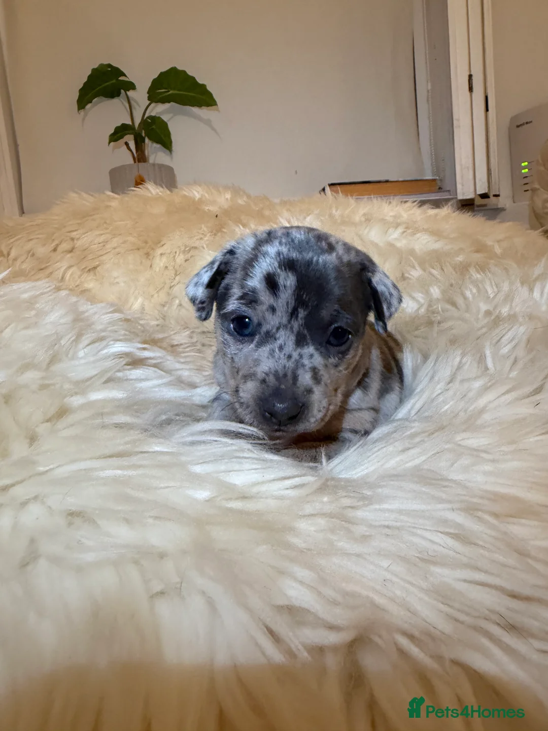 Jack Russell dogs for sale: Perfect Blue and Blue Merle Jack Russell Puppies - Advert 7