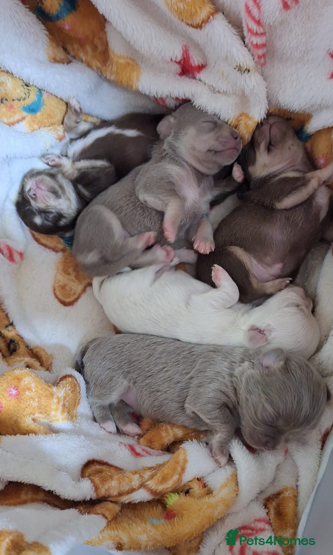 Chihuahua dogs for sale: Stunning Chihuahua Puppies  - Advert 1