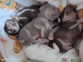 Chihuahua dogs Stunning Chihuahua Puppies - Advert 1