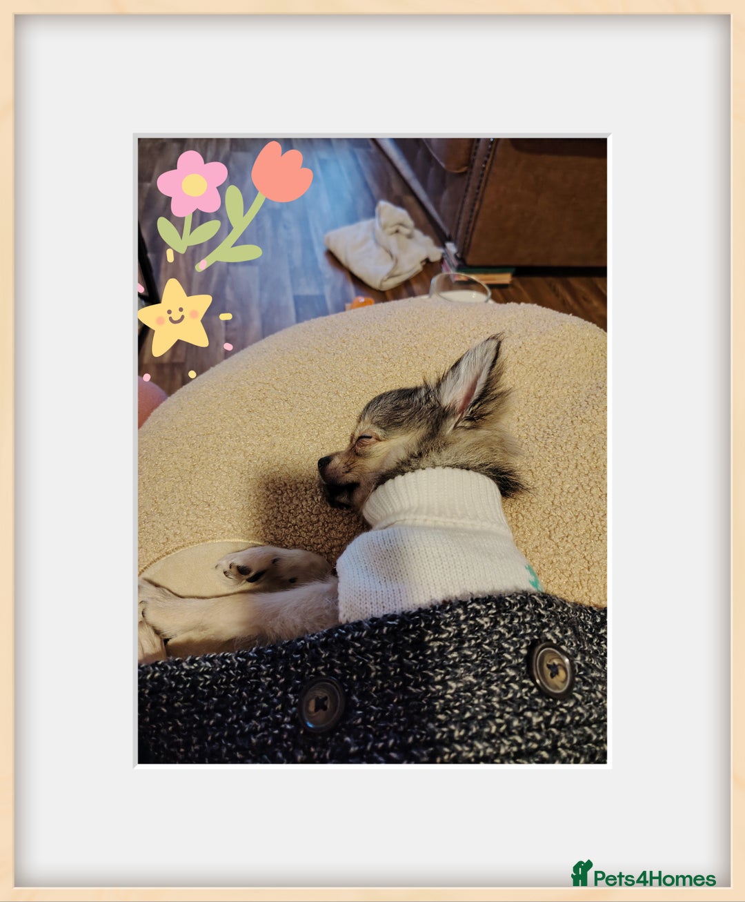 Pomchi dogs for sale: POMCHI - Advert 4