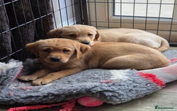 Goldador dogs for sale: 🧡 beautiful chunky goldador puppies 🧡 - Image 2