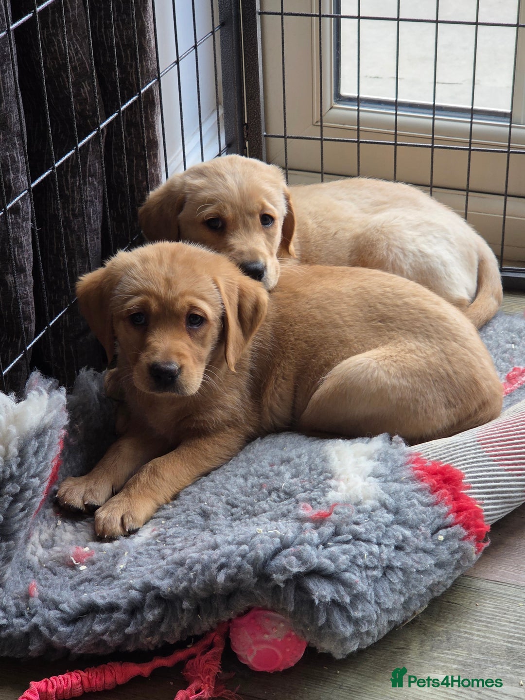 Goldador dogs for sale: 🧡 beautiful chunky goldador puppies 🧡 - Image 2