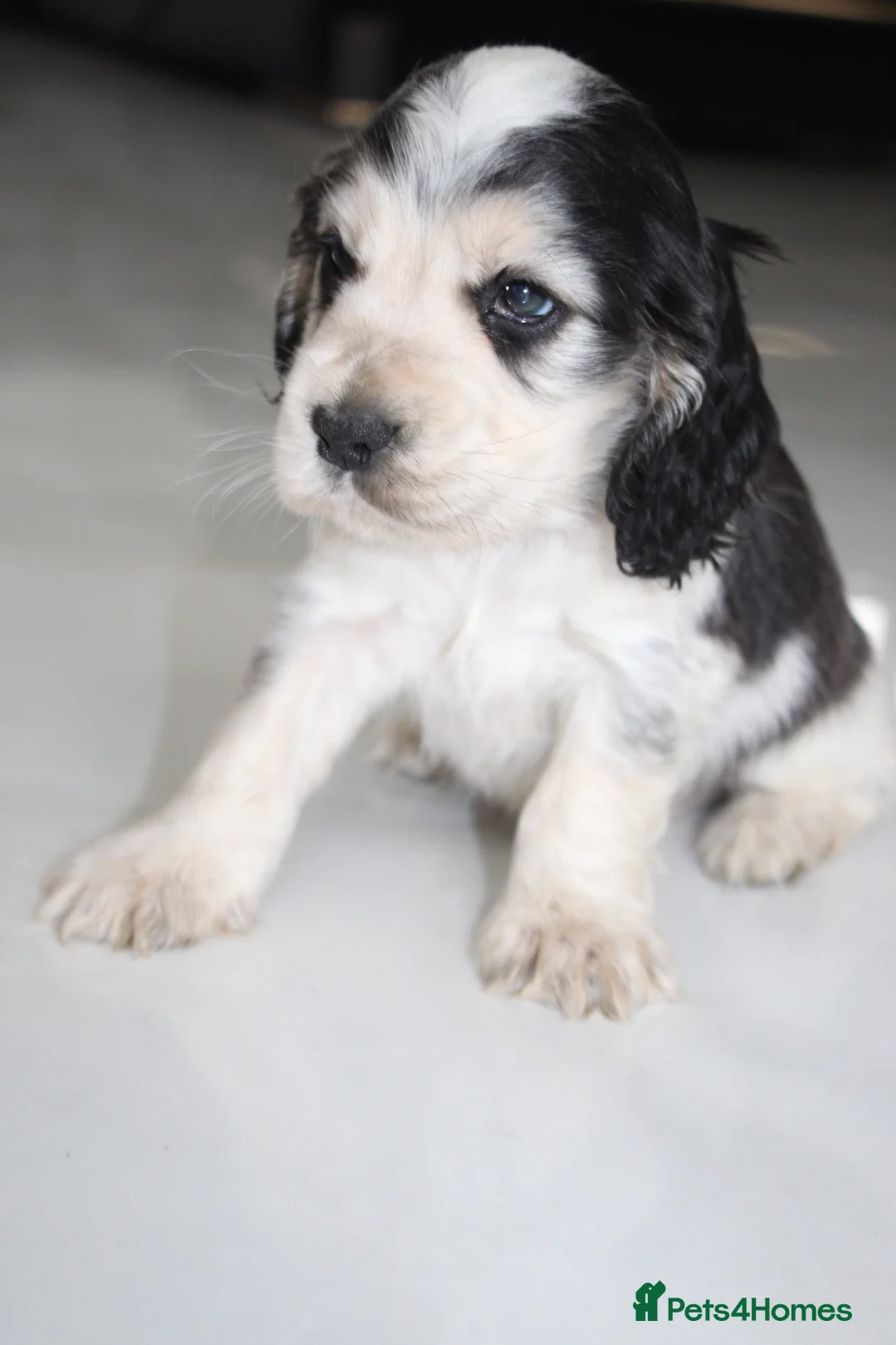 Cocker Spaniel dogs for sale: Super Cute little boys ready in a few days! - Advert 6
