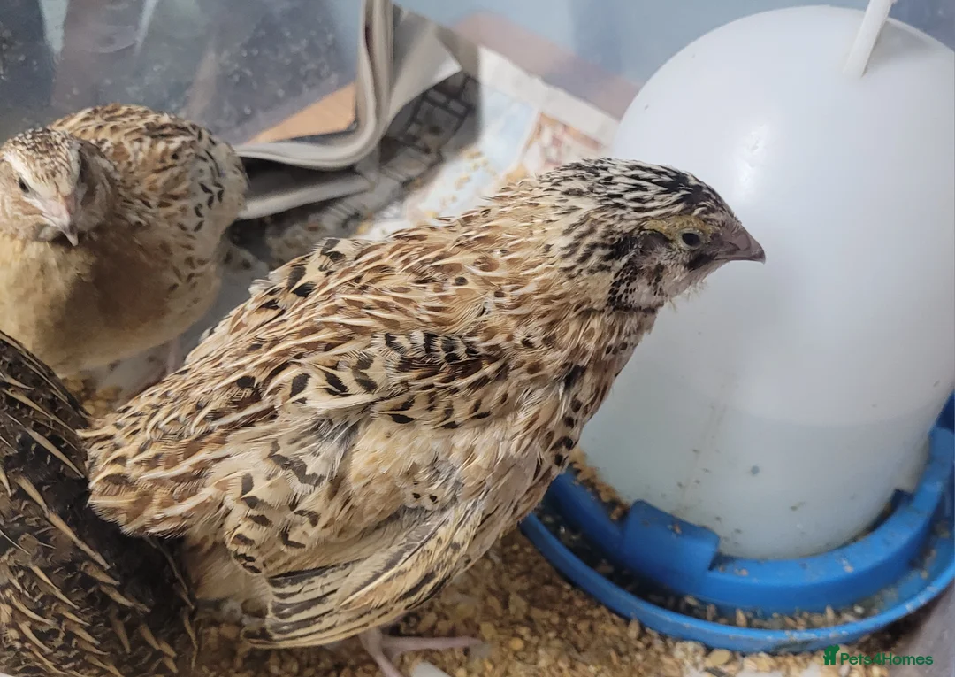 Quail poultry for sale: Quail chicks - Advert 8