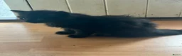 Mixed Breed cats for sale: 2 female kittens  - Advert 4