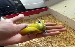 Lovebirds birds for sale: Tamed Baby Lovebird - Image 2