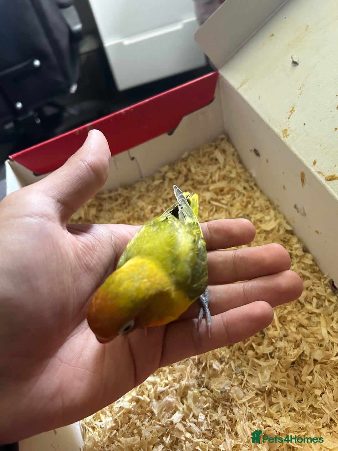 Lovebirds birds for sale: Tamed Baby Lovebird - Image 2
